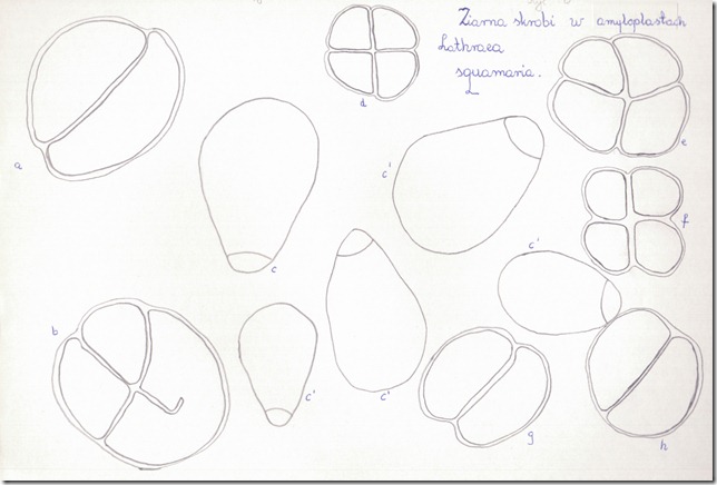 amylum_lathraea