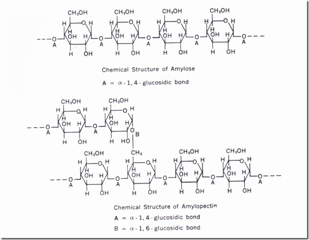 amylum
