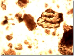 capsici_fructus100x2_1067x800