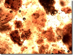 capsici_fructus100x4_1067x800