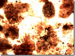 capsici_fructus100x5_1067x800