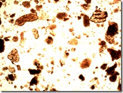 capsici_fructus40x1_1067x800