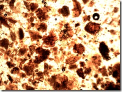 capsici_fructus40x_1067x800