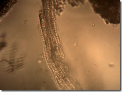 eugenia11