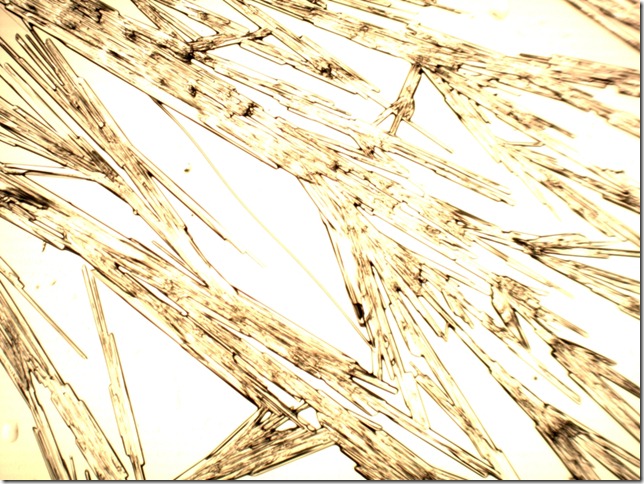 isovaeric mocznik40x_1067x800