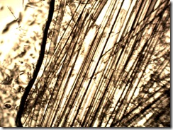 oleinian-mocznik40x1_1067x800