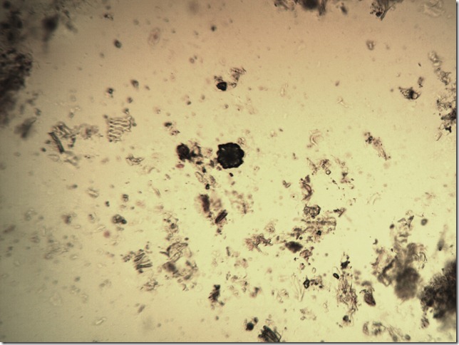 rheum_KOH