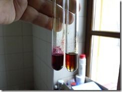 rheum_proba_kurkuminow1