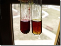 rheum_proba_kurkuminowa