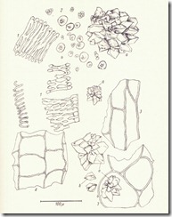 rhizoma_rhei