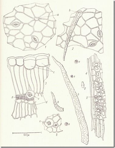 sennae_folium
